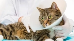 Kastracija in sterilizacija: pristojna pooperativna oskrba mačke ali mačke