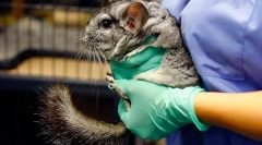 Kastracija in sterilizacija chinchillas