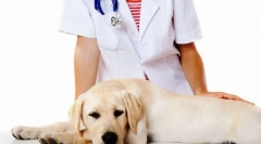 Kastracija in sterilizacija