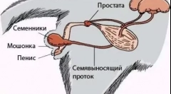 Cass cat: kako se izvaja postopek