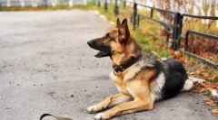 Psi castrations: pluse in cons, kaj veterinarji pravijo