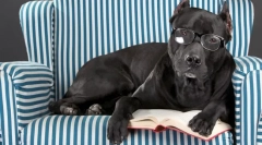 Katarakt v psu: vzroki, simptomi, zdravljenje, preprečevanje