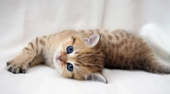 Catosal za mačke: navodila za uporabo, kontraindikacije