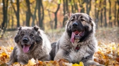 Caucasian shepherd pes (fotografija): zanesljiv stražar in pravi prijatelj