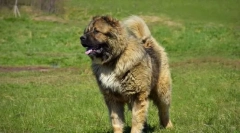 Kavkaški ovčar pes