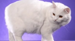 Kimric: opis pasme, značilnosti vsebine in oskrbe