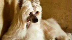 Kitajski crested pooh (fotografija): um in lepota v eni steklenici