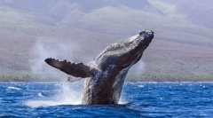 Kitov - največje živali