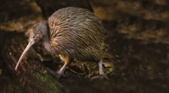 Kiwi south