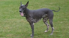 Klasifikacija pasem psov po vrsti volne