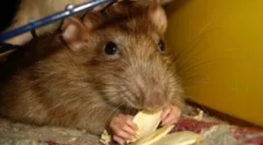 Pasti za lepilo za lovljenje miši