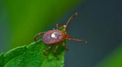 Tick borrelios: simptomi in zdravljenje