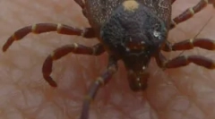 Mavicalno monocytarian erlihiose