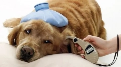 Klešče pes: odkrivanje, zdravljenje, preprečevanje