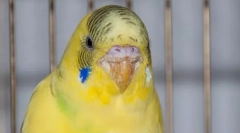 Klešče na valovitem papiga: simptomi in zdravljenje