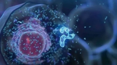 Celica - osnova življenja