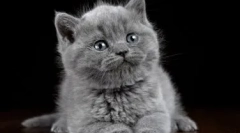 Sivi mladiči za mladičke