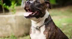 Pitbole vzdevki: izberite ime za hišne ljubljenčke