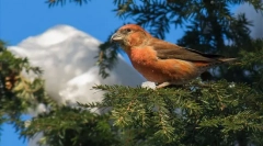 Crossbill