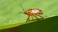 Blugs predatorji in claps paraziti