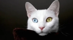 Kdaj in zakaj se barva oči spreminja