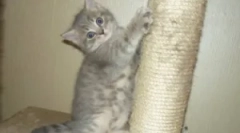 Ko mačka izostri kremplje