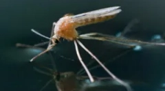 Ko se bodo komarji pojavili in umrli?