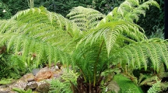 Ko so živali šle na zemljo?