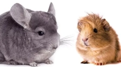 Kdo je bolje začeti - chinchilla ali morski prašiček