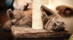 Mačke za mačke s svojimi rokami: pomagajmo mačko in shranite pohištvo