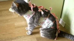 Število uriniranja v mačkah in mačkah: norma in odstopanja