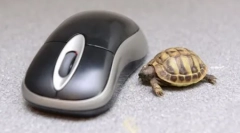 Zbiranje najboljših fotografij smešnih živali na teden