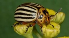 Colorado hrošča in njegove ličinke: opis in poškodba