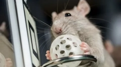 Ukazi in triki za podgana, kako trenirati