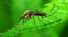 Komar navaden: opis in videz