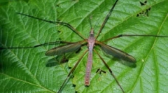 Diagonale za komarje: opis in značilnosti