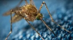 Komarji, kot so nosilci bolezni