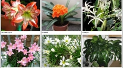 Hiše nevarne za mačke