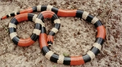 Coral snake