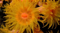 Korale - rastline ali živali?