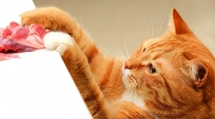 Hrana almo narava za mačke: značilnosti in povratne informacije za živali