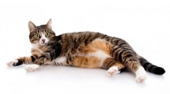 Hribi za mačke: podroben pregled prehrane in njegove specifičnosti