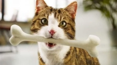 Feed perfect fit - balanced home pet diet