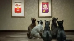 Ekonomska krma za mačke