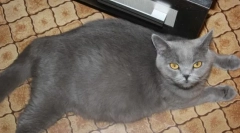 Hranjenje in oskrba za nosečnico