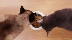 Hranjenje mačk s suhimi živili: osnovna pravila
