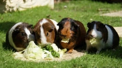 Hranjenje morskih prašičkov iz a do i