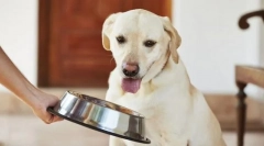 Hranjenje odraslega psa