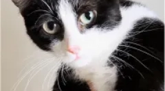 Slone-sovražni potomci machchekova - kinkoyloau