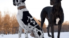 Kratke plesne pasme psov